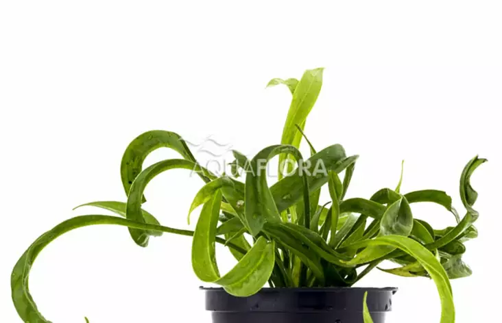 Sirosuokki Vesuvius Ruukku - Akvaarion etualan kasvit - 81510 - 1