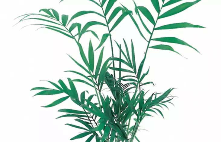 Sirovuoripalmu Ruukku Terraarioon - Kostean terraarion kasvit - 80830 - 1