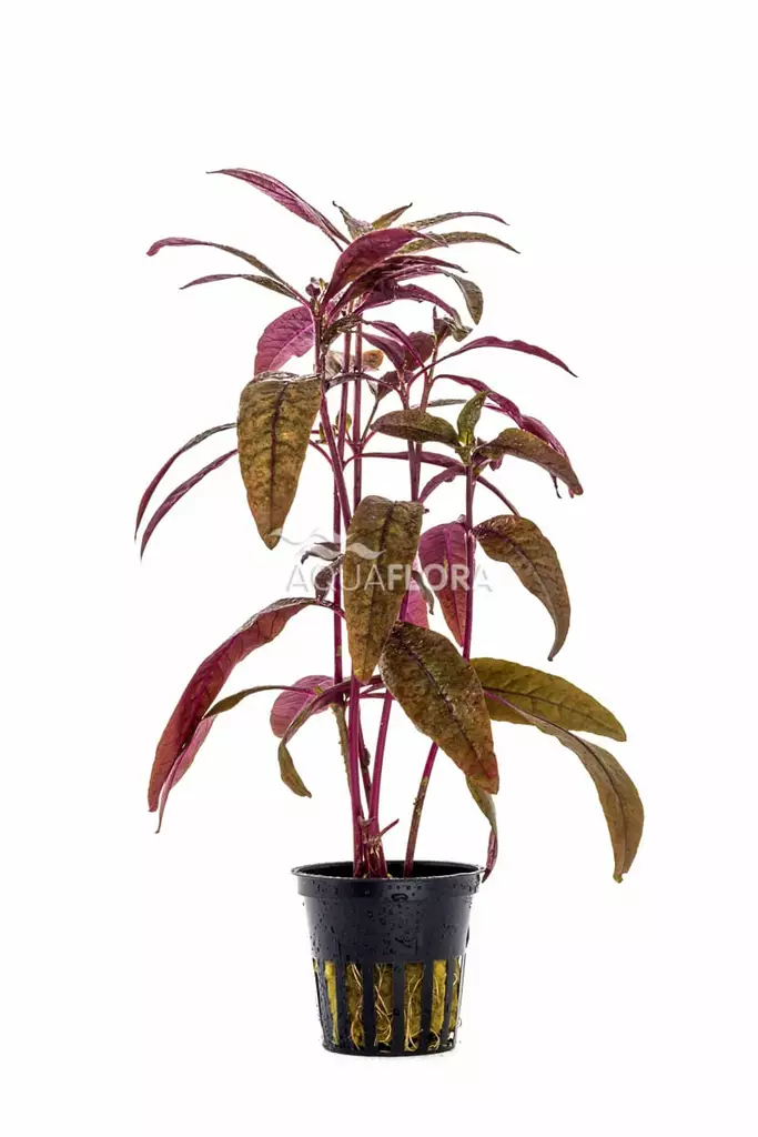 Soukkapapukaijalehti Ruukku - Akvaarion keskialan kasvit - 80540 - 1