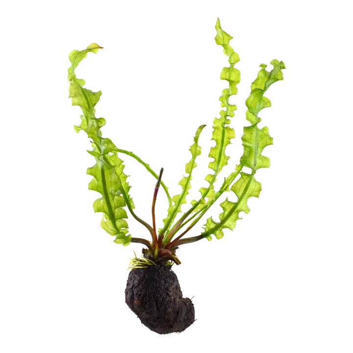 Soukkaverkkolehti Ruukku - Akvaarion taka-alan kasvit - 80730 - 1