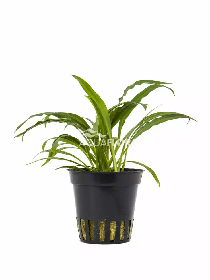 Soukka/Vitamelalehti Ruukku - Akvaarion keskialan kasvit - 80960 - 1