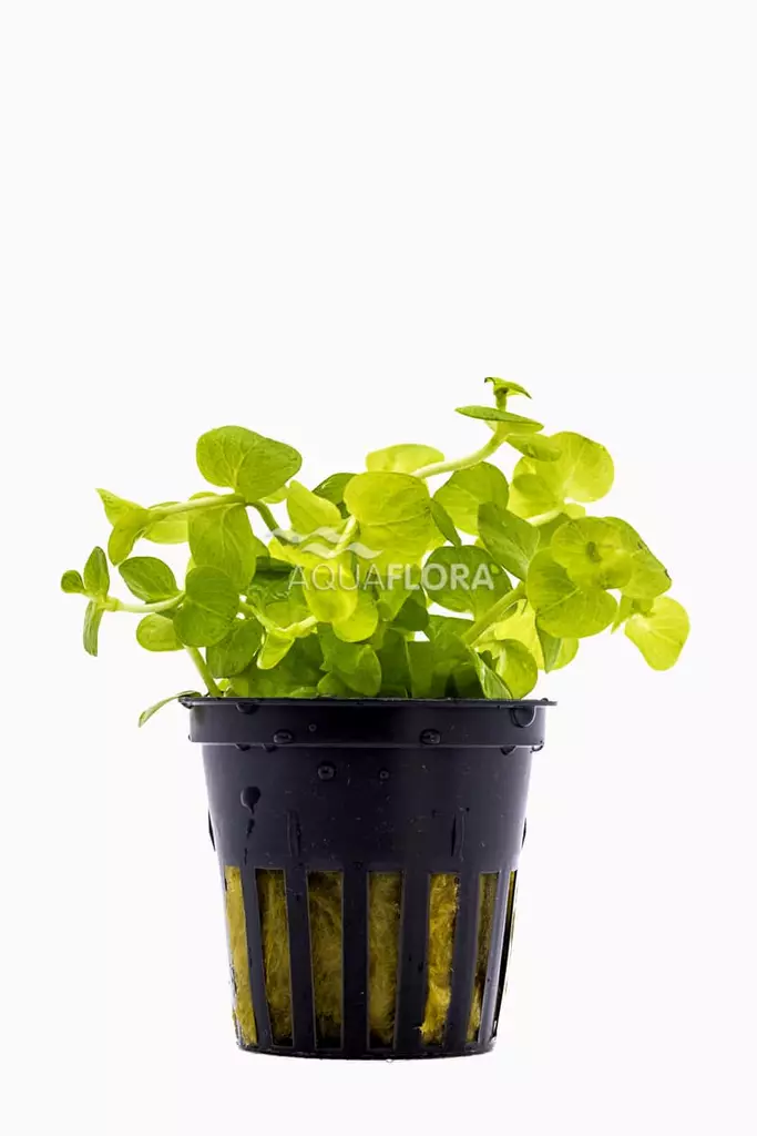 Suikeroalpi "Aurea" Ruukku - Akvaarion keskialan kasvit - 81830 - 1