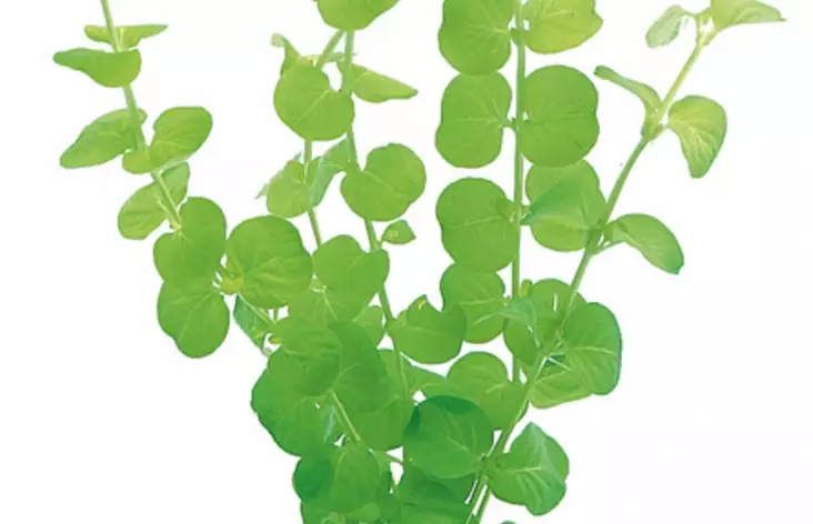 Suikeroalpi Aurea Terrakotta - Akvaarion taka-alan kasvit - 83830 - 1