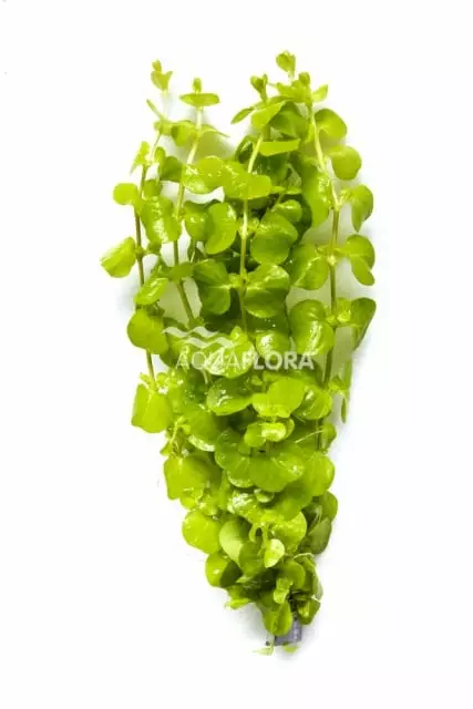 Suikeroalpi Keltainen Nippu - Akvaarion keskialan kasvit - 84680 - 1