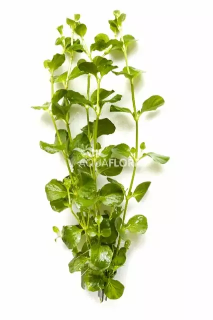 Suikeroalpi Nippu - Akvaarion keskialan kasvit - 84670 - 1