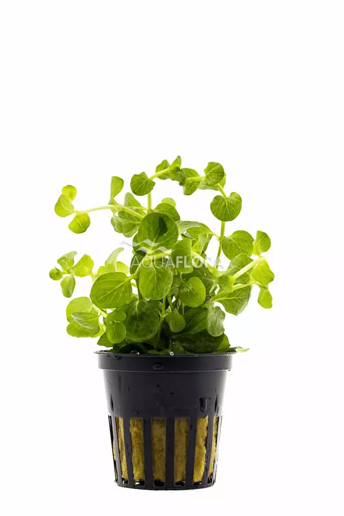 Suikeroalpi Ruukku - Akvaarion keskialan kasvit - 81820 - 1