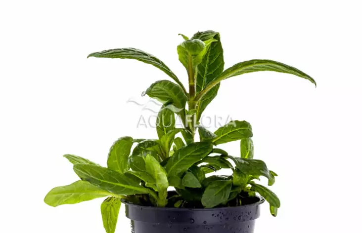 Suikerolehti Bihar Ruukku - Akvaarion keskialan kasvit - 86970 - 1