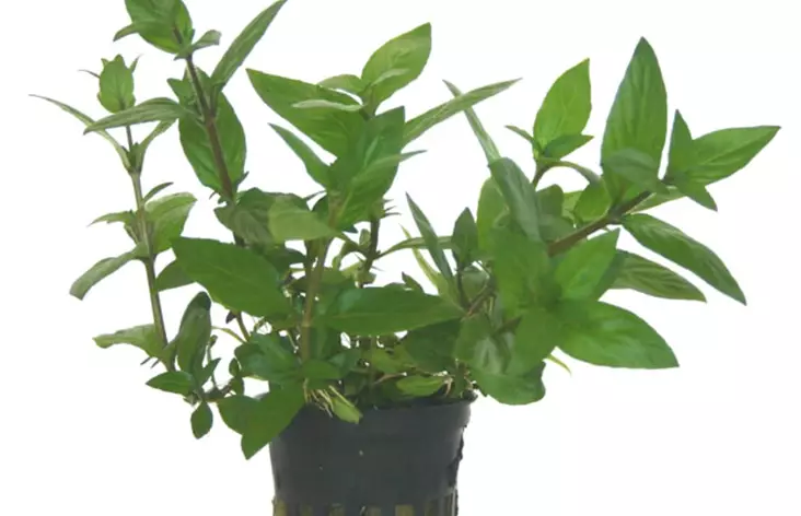 Suikerolehti Ruukku - Akvaarion keskialan kasvit - 82170 - 1