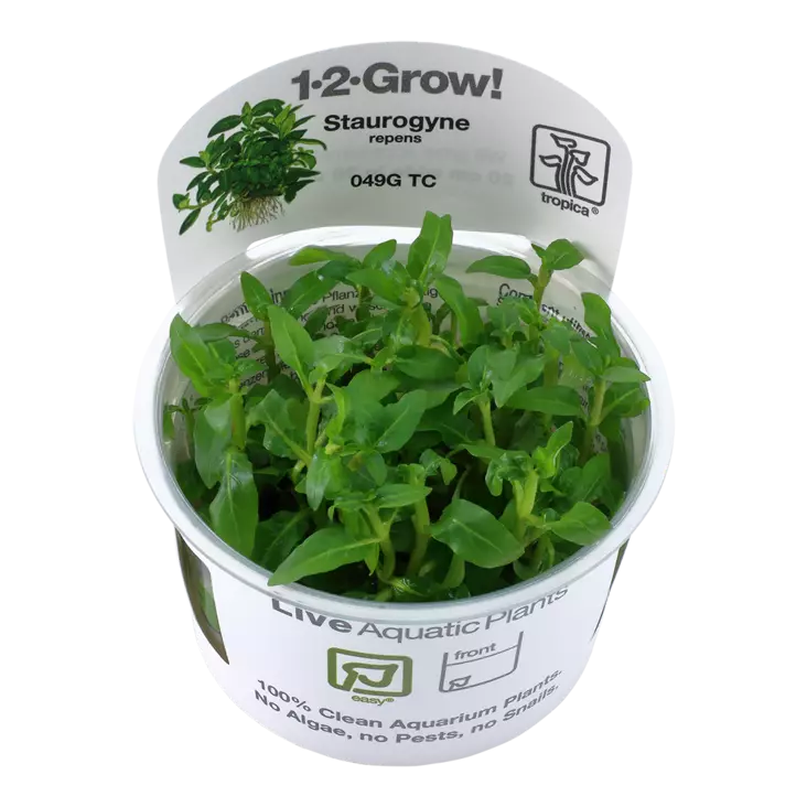 Suikerolehti Vitrokupissa - Akvaarion etualan kasvit - 87600 - 1