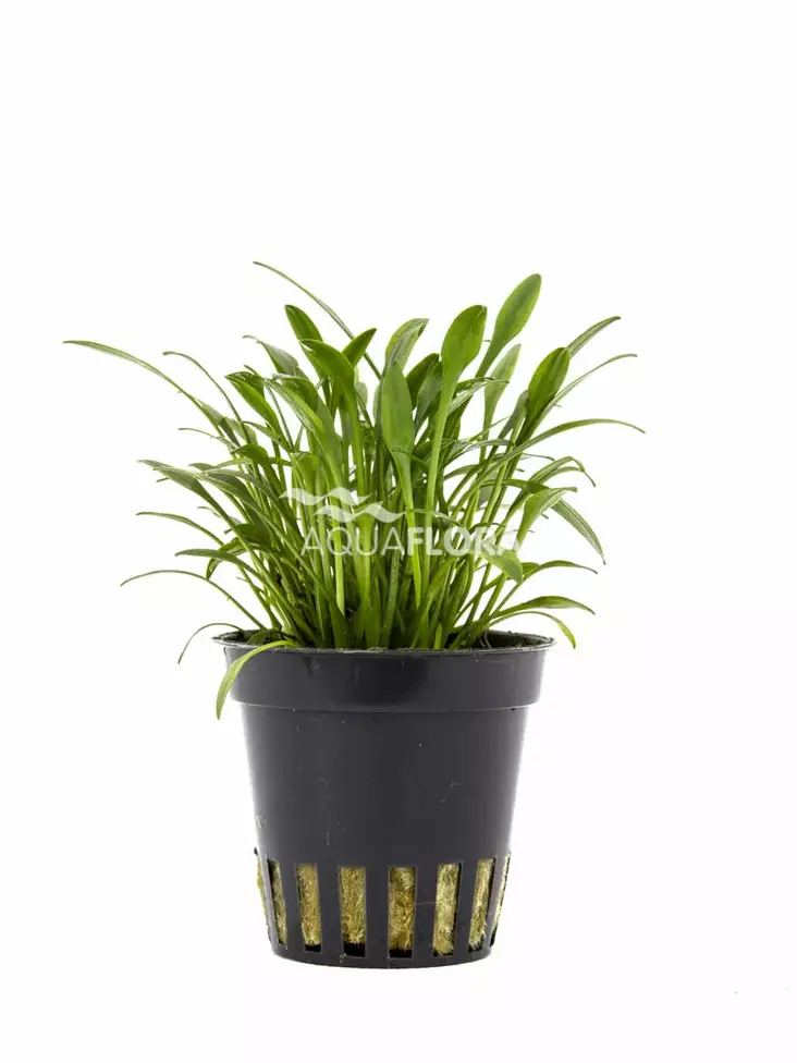 Suippomelalehti Ruukku - Akvaarion etualan kasvit - 81010 - 1