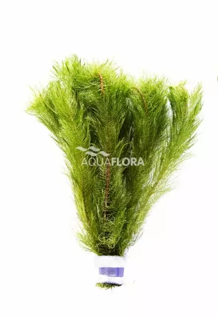 Sulkaärviä Nippu - Akvaarion taka-alan kasvit - 84720 - 1