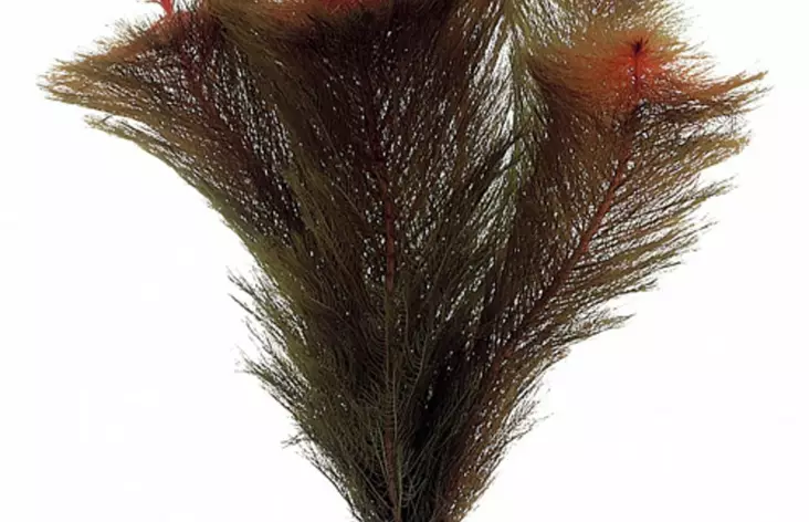 Sulkaärviä Terrakotta - Akvaarion taka-alan kasvit - 83870 - 1