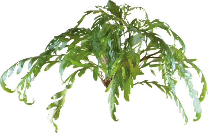 Sulkavesitähdikki Nippu - Akvaarion keskialan kasvit - 86260 - 1