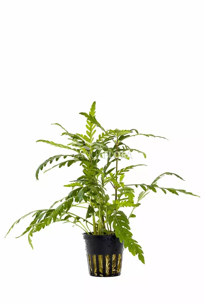 Sulkavesitähdikki Ruukku - Akvaarion keskialan kasvit - 81690 - 1