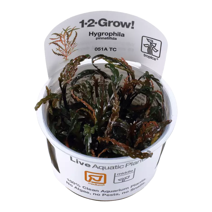 Sulkavesitähdikki Vitrokupissa - Akvaarion keskialan kasvit - 87520 - 1