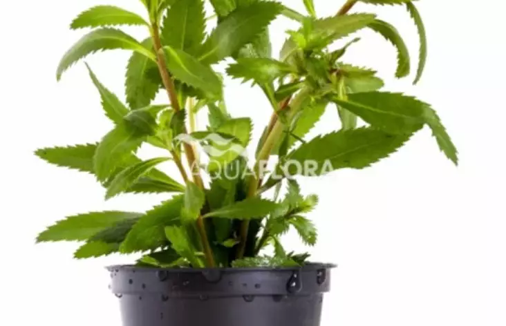 Suokampalehti Cuba Ruukku - Akvaarion etualan kasvit - 87420 - 1