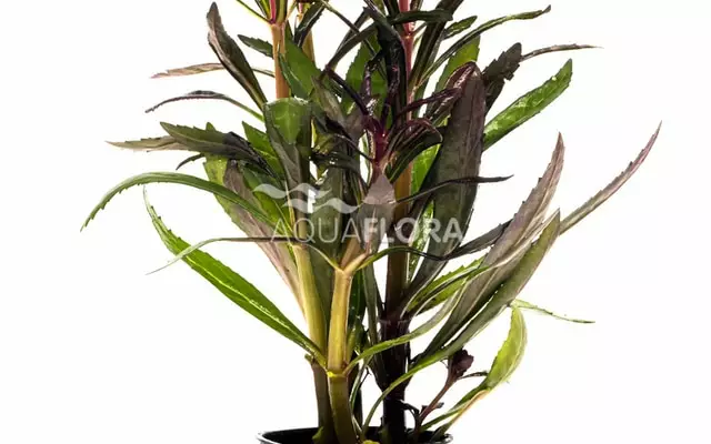 Tähtipatsuli Rubra Ruukku - Akvaarion taka-alan kasvit - 87060 - 1