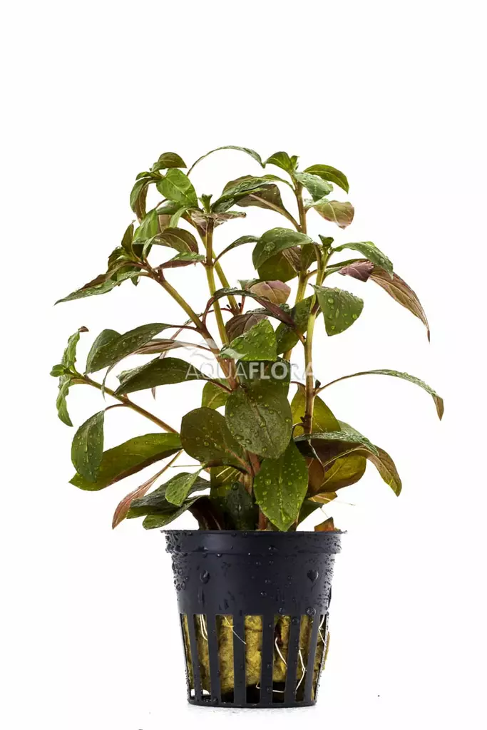 Tähtirusolehti Ruukku - Akvaarion taka-alan kasvit - 81800 - 1