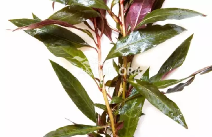 Tähtirusolehti Terrakotta - Akvaarion taka-alan kasvit - 83760 - 1