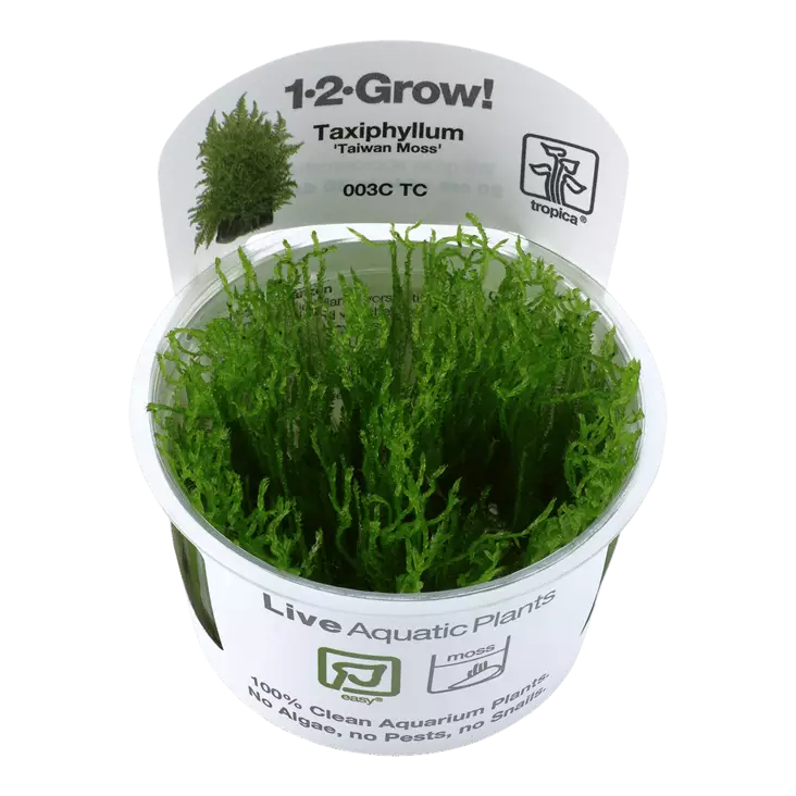 Taiwaninsammal Vitrokupissa - Akvaarion sammalet - 88090 - 1