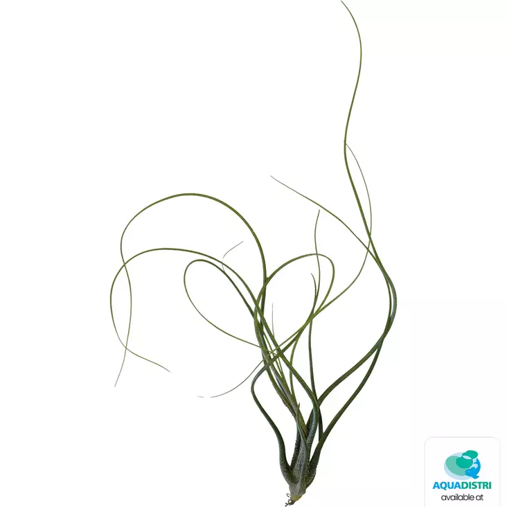 Tillandsia butzii - Kostean terraarion kasvit - PT205470 - 1