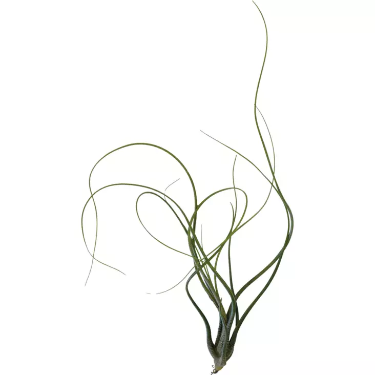 Tillandsia butzii - Ilmakasvit terraarioon - PT205470 - 1