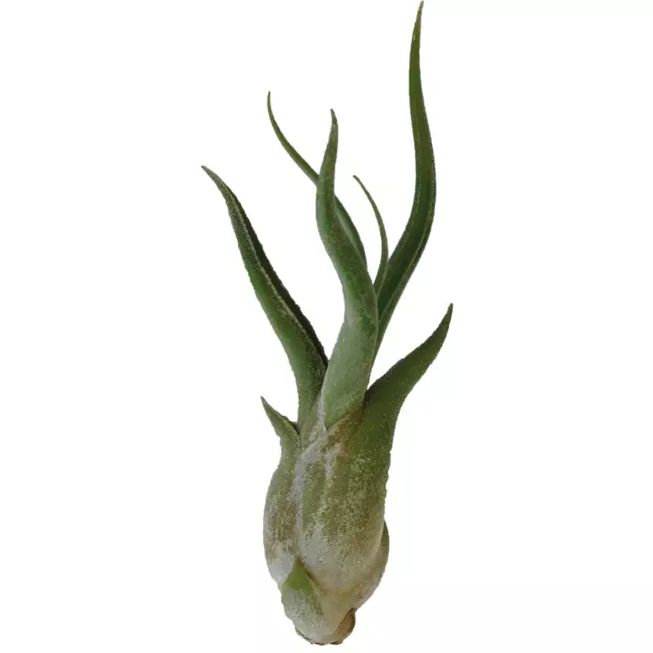 Tillandsia caput medusae - Ilmakasvit terraarioon - PT205510 - 1