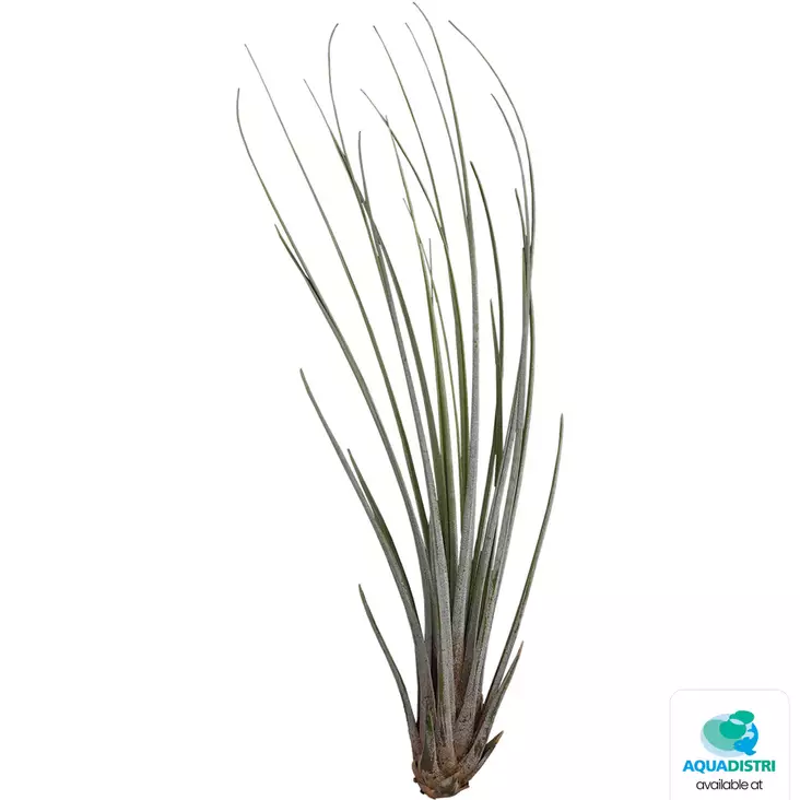 Tillandsia juncea - Kostean terraarion kasvit - PT205530 - 1