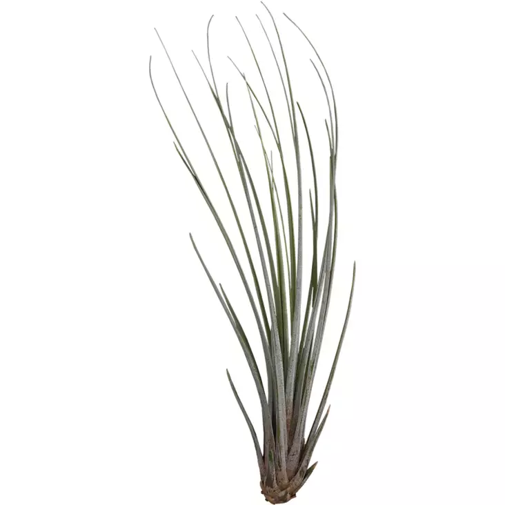 Tillandsia juncea - Ilmakasvit terraarioon - PT205530 - 1
