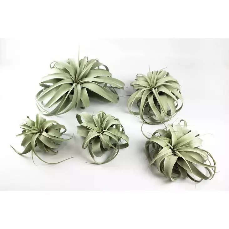 Tillandsia laji. - Ilmakasvit terraarioon - 097.3070 - 1