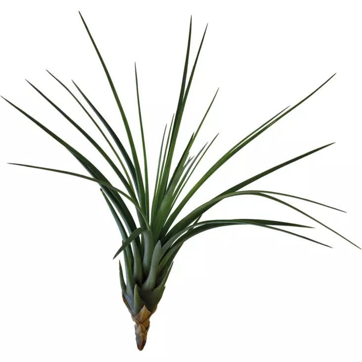 Tillandsia laji kolmivärinen - Kostean terraarion kasvit - PT205570 - 1