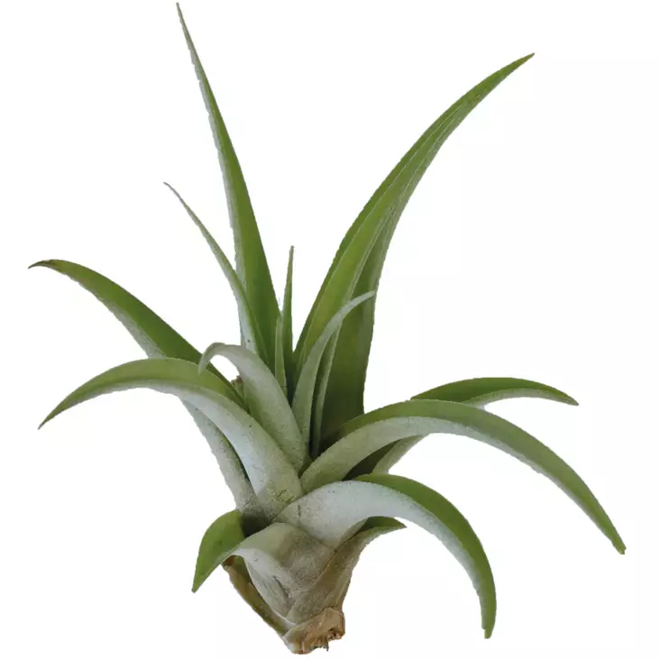 Tillandsia laji persikka - Kostean terraarion kasvit - PT205490 - 1