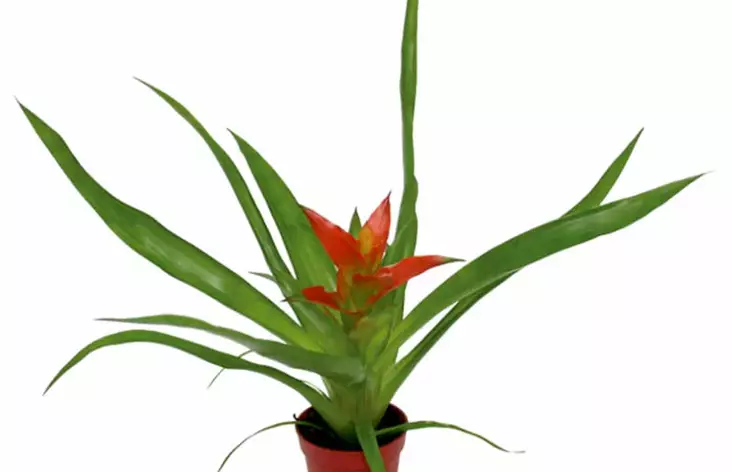 Timanttiananas Lajitelma Ruukku Ter - Kostean terraarion kasvit - 81590 - 1