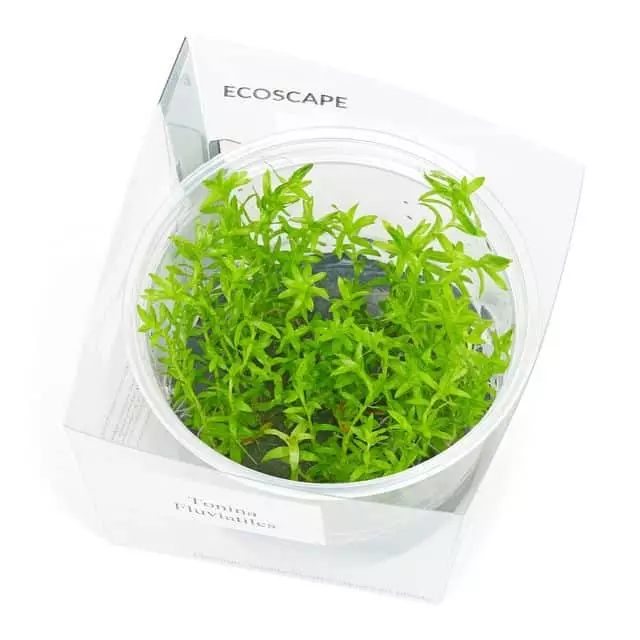 Tonina Vitrokupissa - Akvaarion keskialan kasvit - 89640 - 1