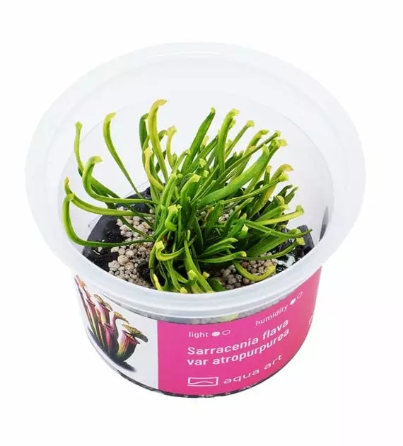 Sarracenia flava var atropurpurea - Lihansyöjäkasvit terraarioon - X4500 - 1