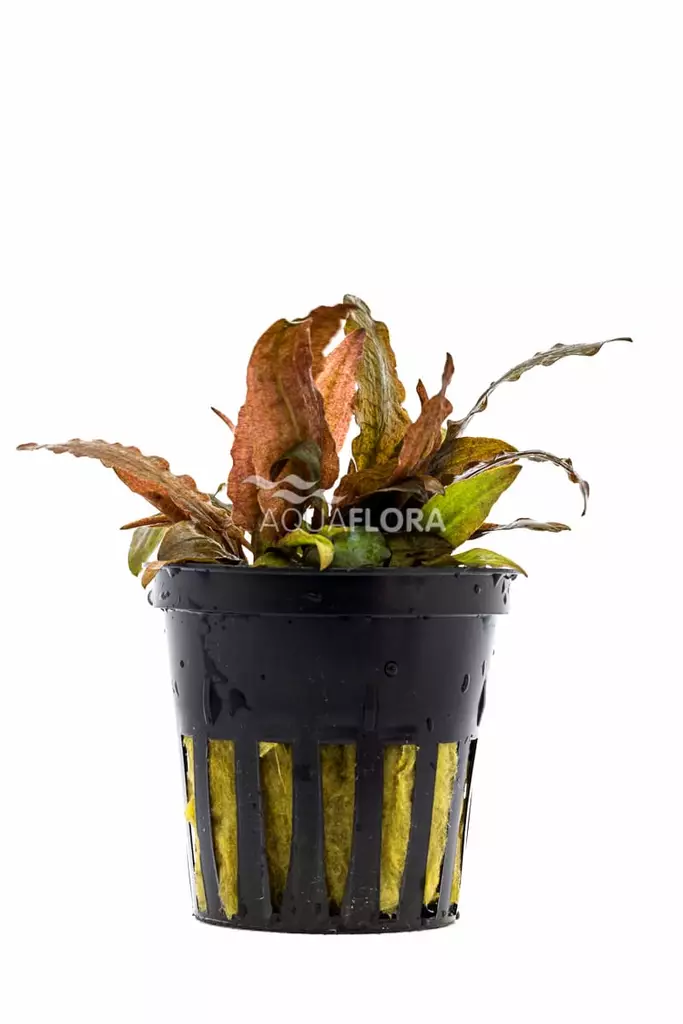 Tummamelalehti Laji Pinkki Ruukku - Akvaarion keskialan kasvit - 81020 - 1