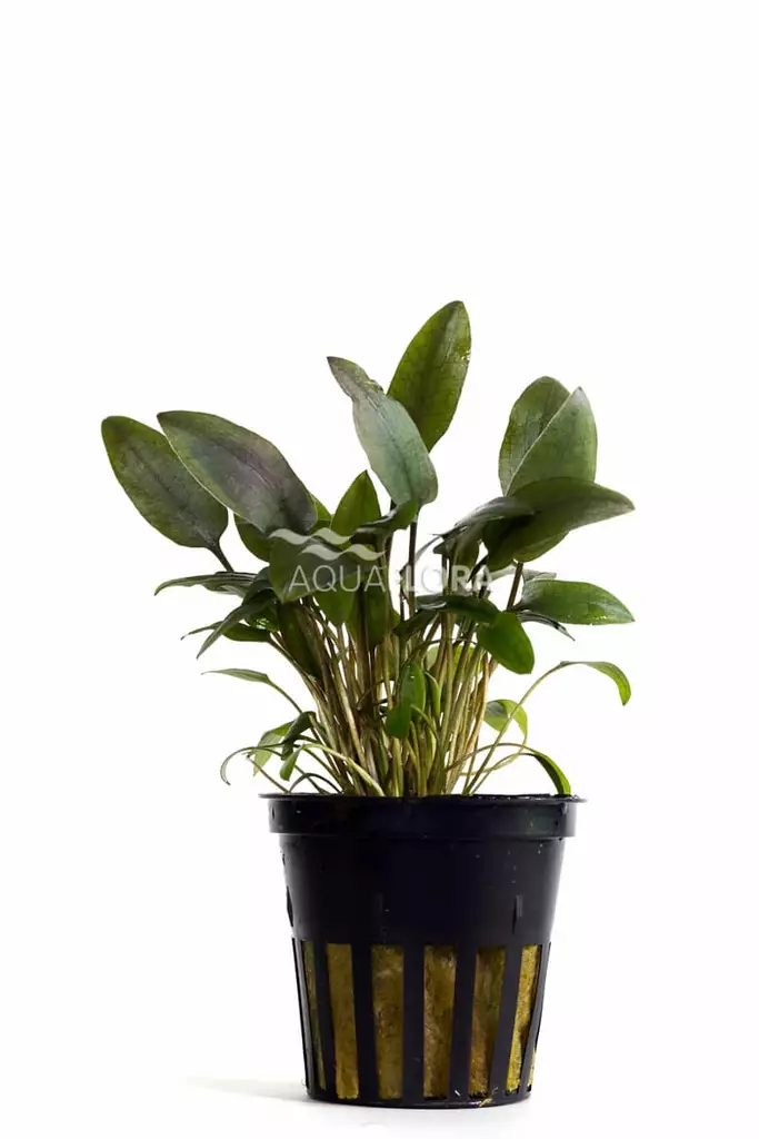 Tummamelalehti Ruukku - Akvaarion keskialan kasvit - 80940 - 1