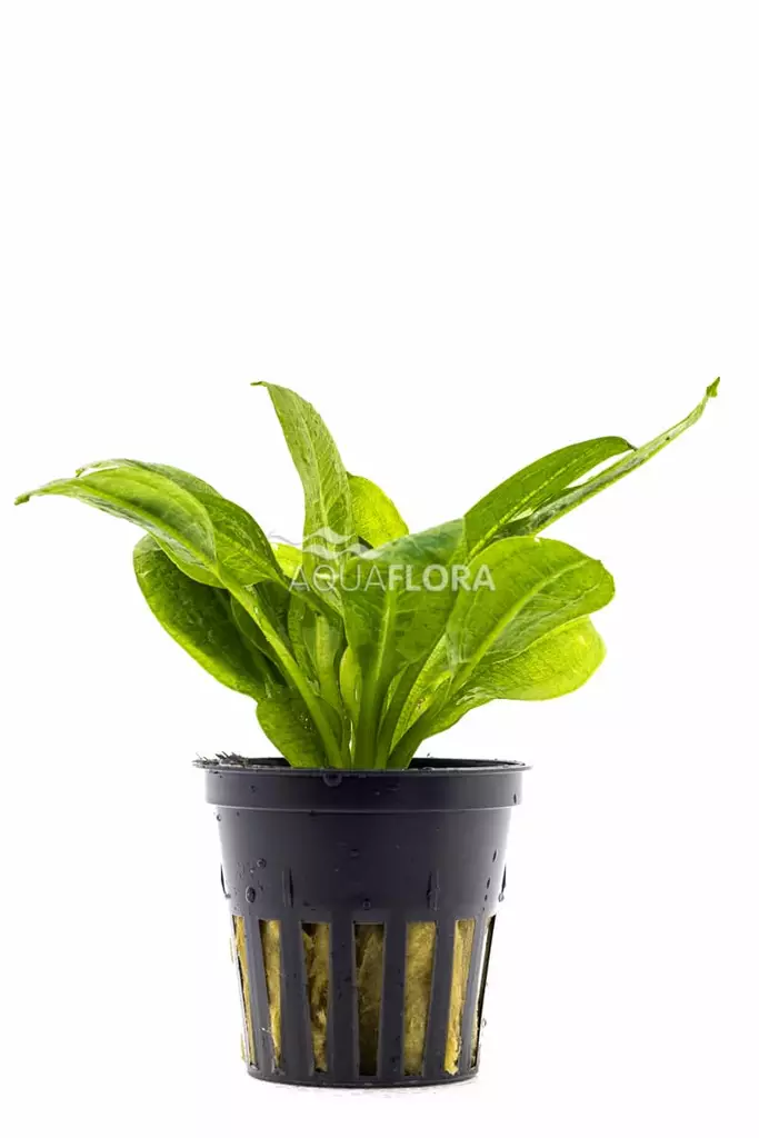 Tummamiekka Ruukku - Akvaarion keskialan kasvit - 81370 - 1