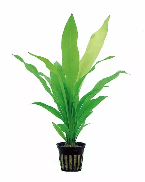 Tuoksumiekka Ruukku - Akvaarion taka-alan kasvit - 81500 - 1