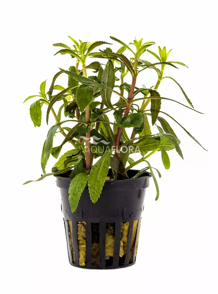 Tuoksuvedensuosikki Ruukku - Akvaarion keskialan kasvit - 81760 - 1