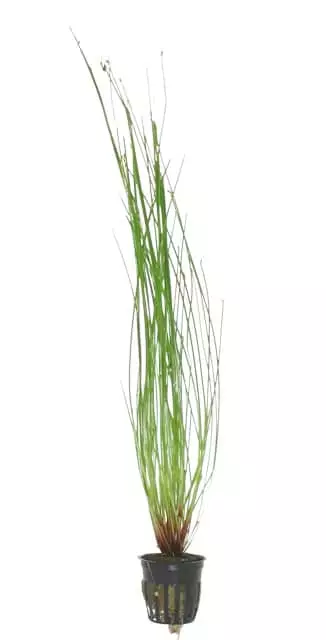 Tupsuluikka Eleocharis vivipara - Akvaarion keskialan kasvit - 81530 - 1