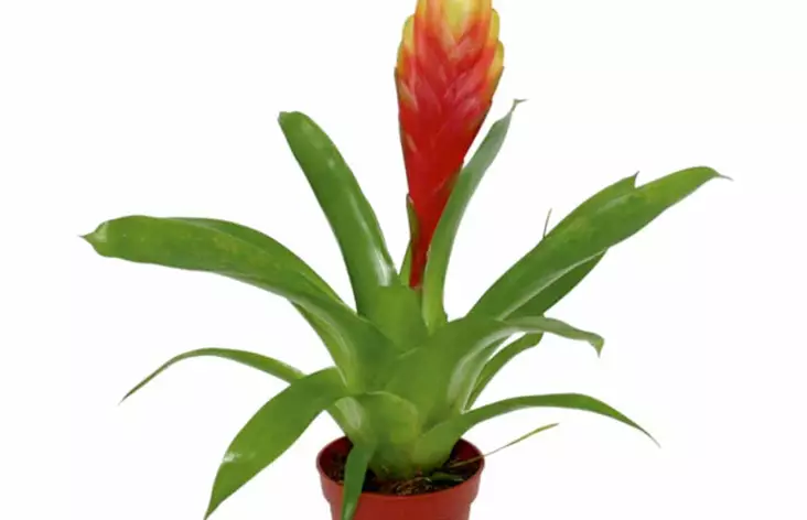 Tuuti Lajitelma Ruukku Ter - Kostean terraarion kasvit - 82270 - 1