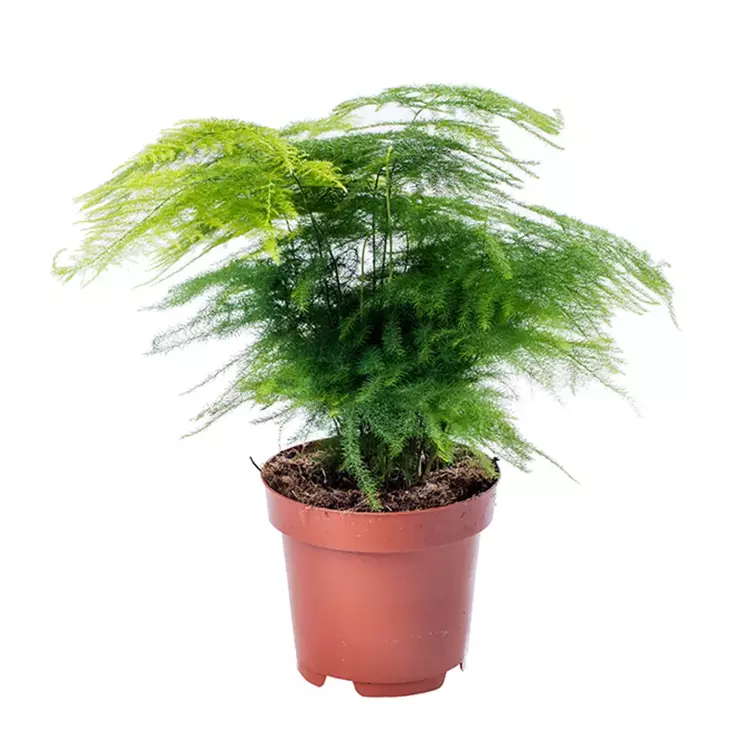 Unelma - Kostean terraarion kasvit - 097.2580 - 1