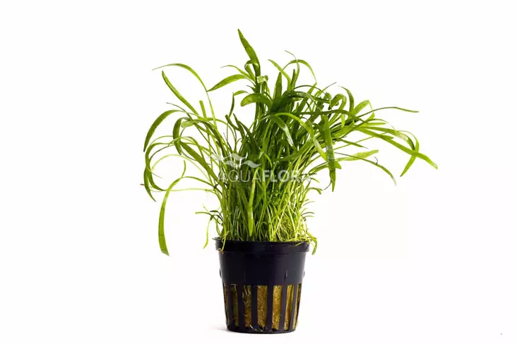 Uudenseelannin Kääpiöruoho Ruukku - Akvaarion etualan kasvit - 81740 - 1