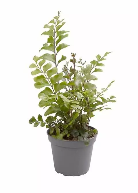 Vahasanikka - Kostean terraarion kasvit - 097.2610 - 1