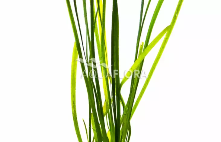 Vallisneria "Leopardi" Ruukku - Akvaarion taka-alan kasvit - 87290 - 1