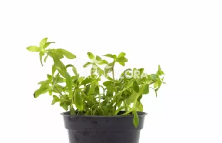 Vedensuosikki Vietnam Ruukku - Akvaarion taka-alan kasvit - 88500 - 1