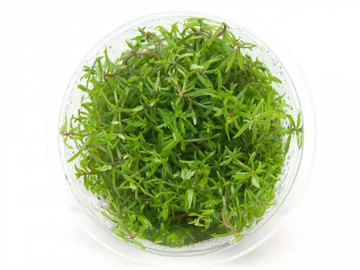 Vedensuosikki "Vietnam" Vitrokupissa - Akvaarion taka-alan kasvit - 89720 - 1