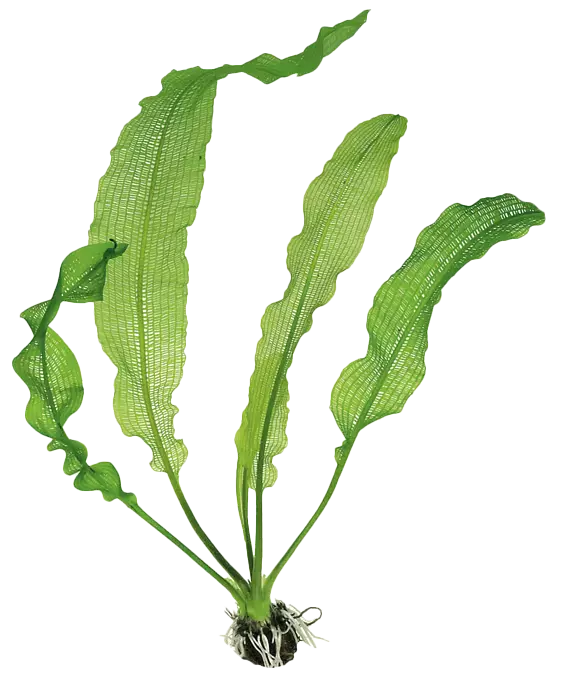 Verkkolehti Henkelianus Mukula - Akvaarion taka-alan kasvit - 80330 - 1