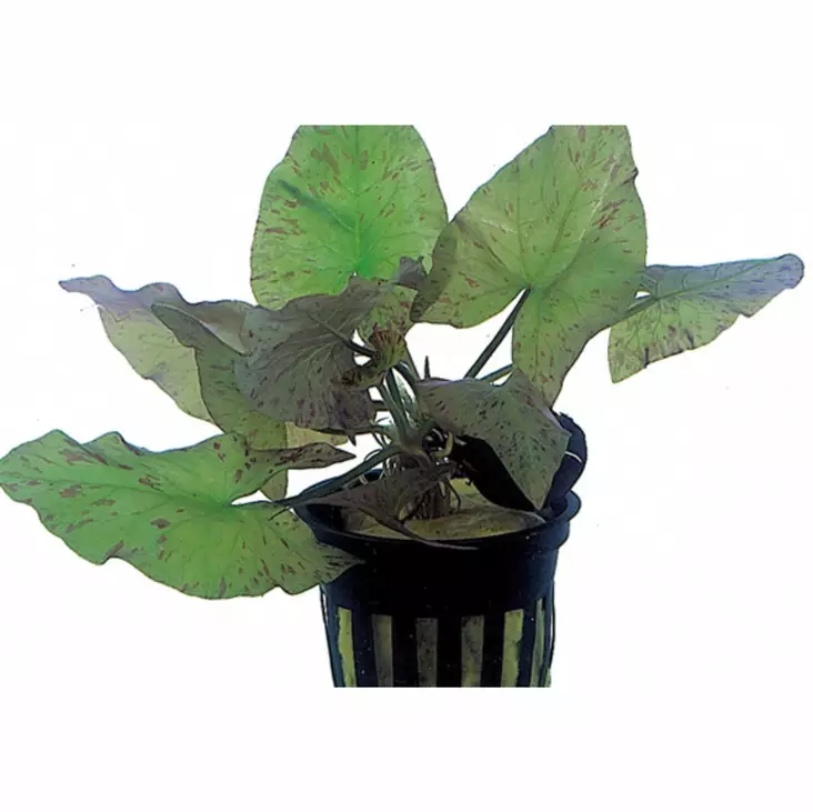 Verkkolehti &Quot;Henkelianus&Quot; Mukula - Akvaarion taka-alan kasvit - 80330 - 1